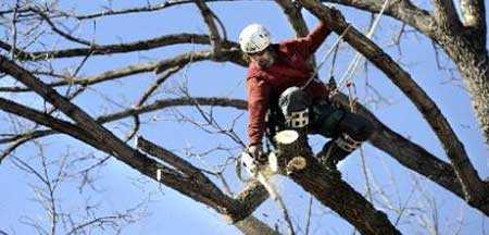 About American Tree Service