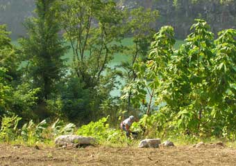 Tree Removal Quarry View Before