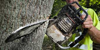 Tree Removal Service Fort Worth
