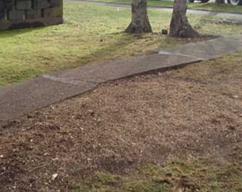 Tree Stump Grinding After