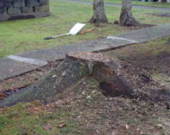 Tree Stump Grinding Before