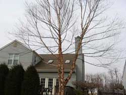 Tree Thinning After